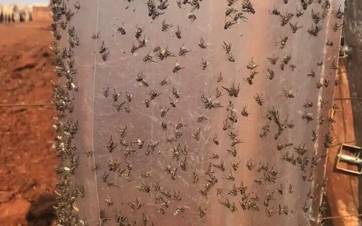 Imagem de compartilhamento para o artigo Justiça mantém decisão contra usina em caso de proliferação de mosca-dos-estábulos em Costa Rica da MS Todo dia